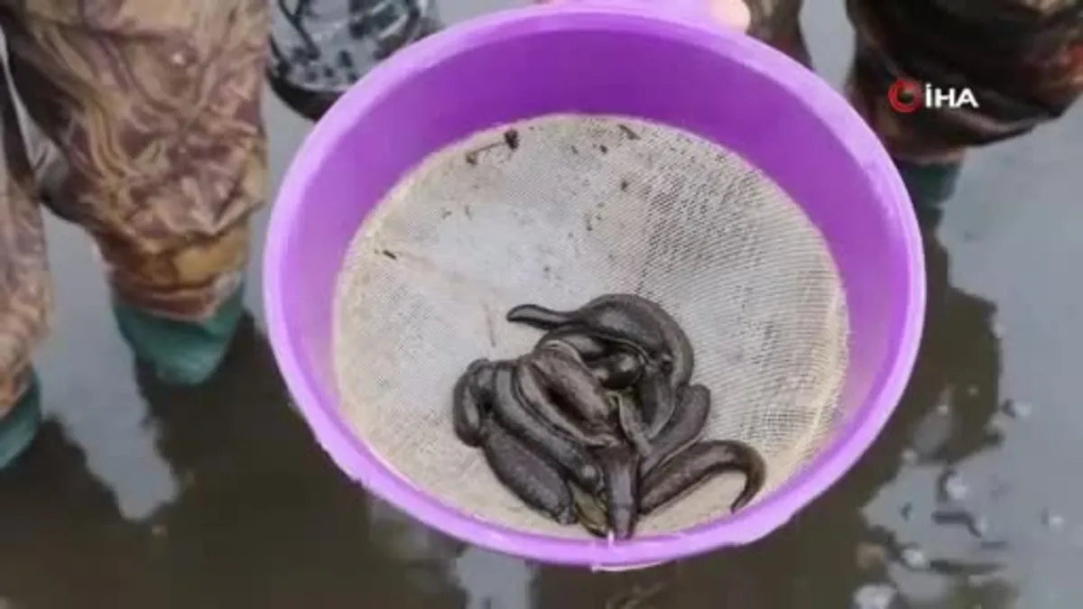 Samsun'dan tıbbi sülük ihracatı