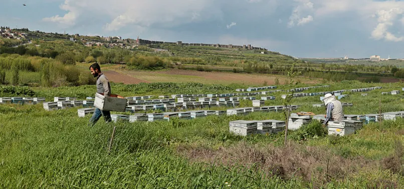 Diyarbakır'daki Dicle Vadisi bal arılarıyla renklendi