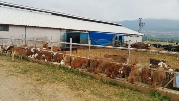 İhaleyle ucuz araba yalanıyla 90 milyonluk vurgun yapan şahıslar tutuklandı - 5