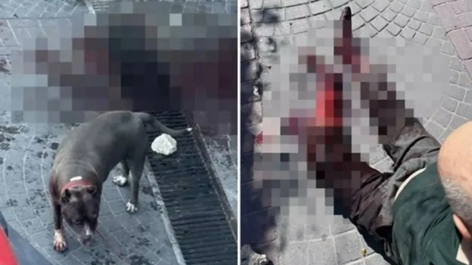Bakırköy'de pitbull dehşet saçtı! Korku dolu anların görüntüsü ortaya çıktı
