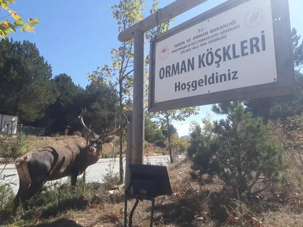 geyiklerin-elle-beslemek-yasaklandi-idari-para-cezasi-var-1665048982294.jpg Geyiklerin elle beslemek yasaklandı! İdari para cezası var - 4