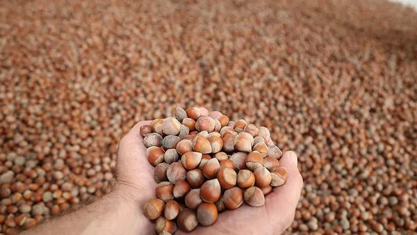 Serbest piyasada fındık fiyatları ne kadar oldu? 2023 Şubat Ordu, Giresun, Düzce, Samsun GÜNCEL FİYAT LİSTESİ!