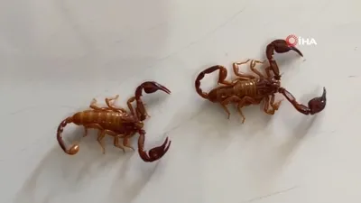 Türkiye’de yeni akrep türü keşfedildi!