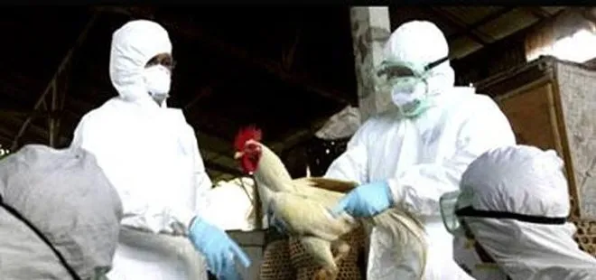 O ülkede ilk defa insanda görüldü! Dünya Sağlık Örgütü’nden H5N1 açıklaması: Yakalananların yüzde 52 hayatını kaybetti