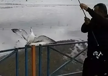 Oltasına balık yerine martı takıldı