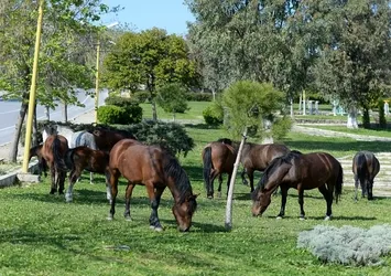 Başıboş atlar tehlike saçıyor