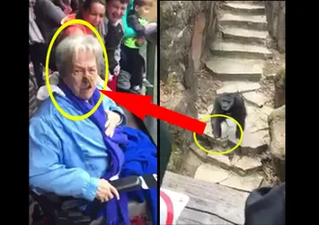 Maymun öyle bir şey yaptı ki! İzleyenleri şoke etti