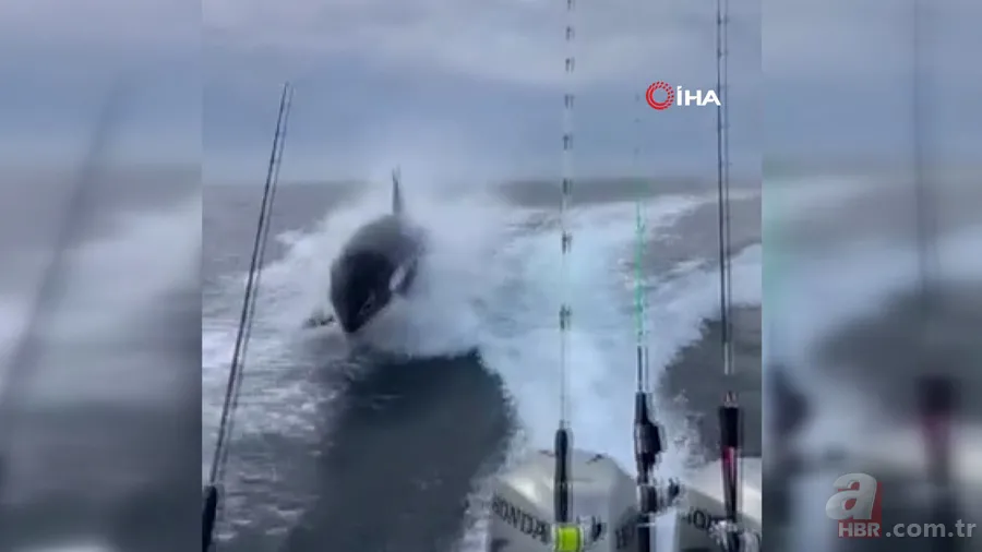 Katil balinaların üzerine balıklama atladı! Bedelini ağır ödedi 15
