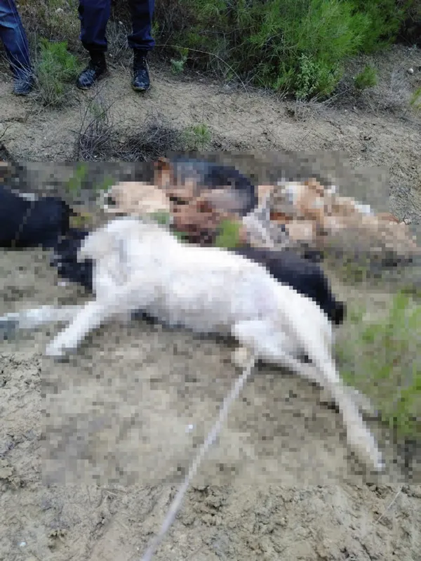 Bilecik'te köpek katliamı! 4 şüpheli yakalandı - 4