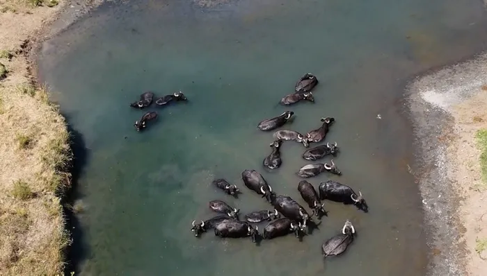Burası Serengeti değil Erzincan Ovası! Sıcaktan bunalan mandaların banyo keyfi - 1