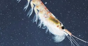 Türk balıkçılar ’Omega 3’ için kutuplara açılıyor