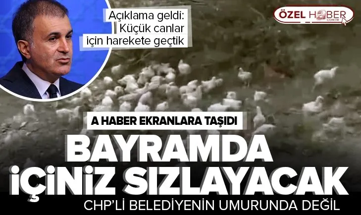 A Haber'in Seyhan Gölü’nde yüzlerce civciv ölüme terk edildi haberi ses getirdi! Tarım ve Orman Müdürlüğü harekete geçti
