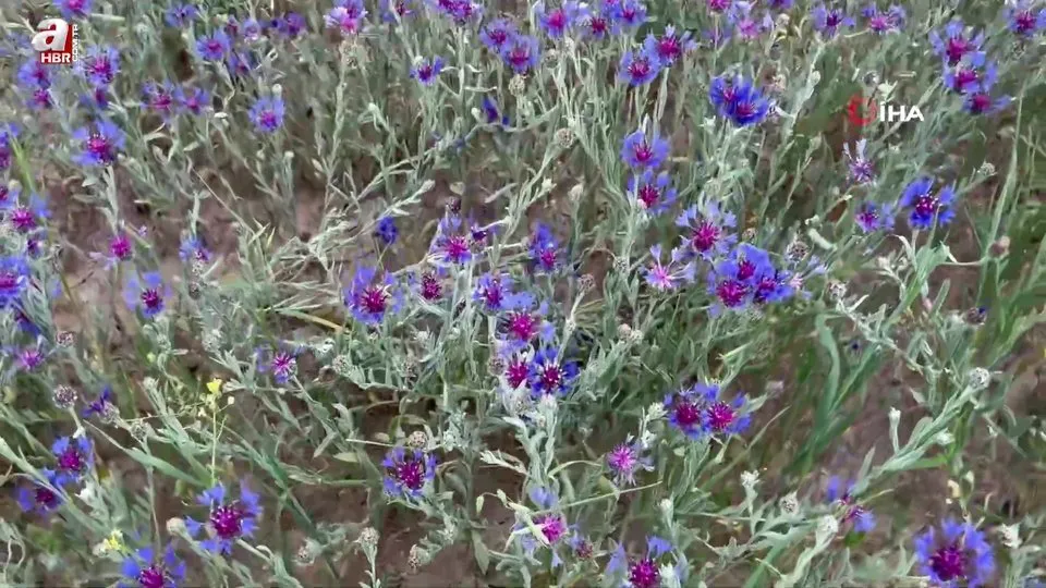 Diyadin’in zirveleri mor ve maviye büründü
