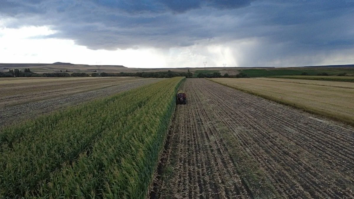 Kars'ta üreticiler yüksek verim elde ettiği silajlık mısırı hasat ediyor