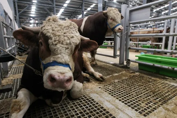 Türkiye hayvancılıkta Avrupa’nın lideri oldu! İspanya ve Yunanistan’ı 3’e katladık