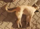 İstanbulda köpeğe tecavüz davasında yeni gelişme!