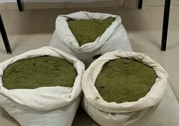 Samsun'da esrar operasyonu: 1 gözaltı