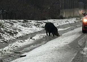 Gören şaşkına döndü! Yol kenarında dikkat çeken manzara