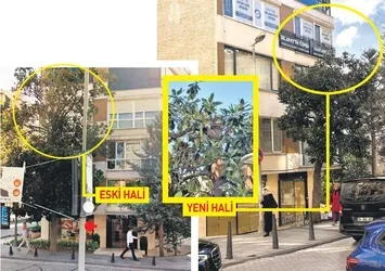 CHP'li belediyeden asırlık ağaca tabela operasyonu! Yine çevre katliamı yaptılar