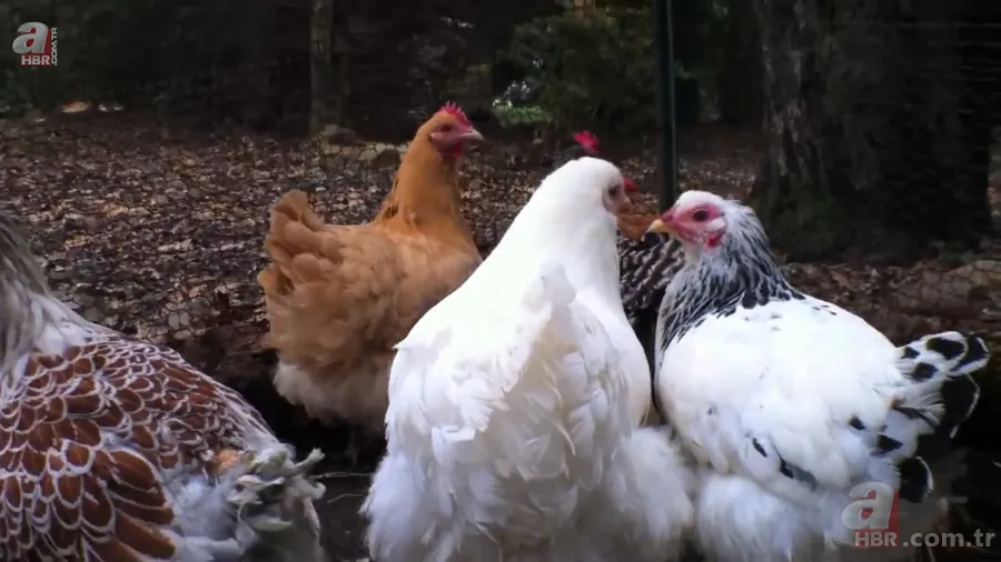 Tavuk kümesine girince gözlerine inanamadı 🥚 Günlük yumurtalarının üstünde adı ve soyadının baş harflerini gördü 🐔 9