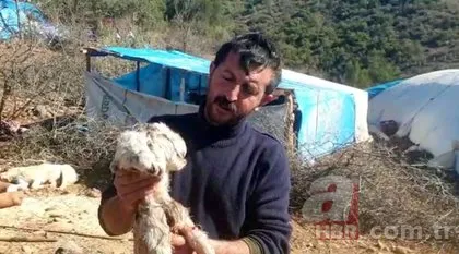 Keçinin doğurduğu oğlak dehşete düşürdü! 4 gözü 3 kulağı...