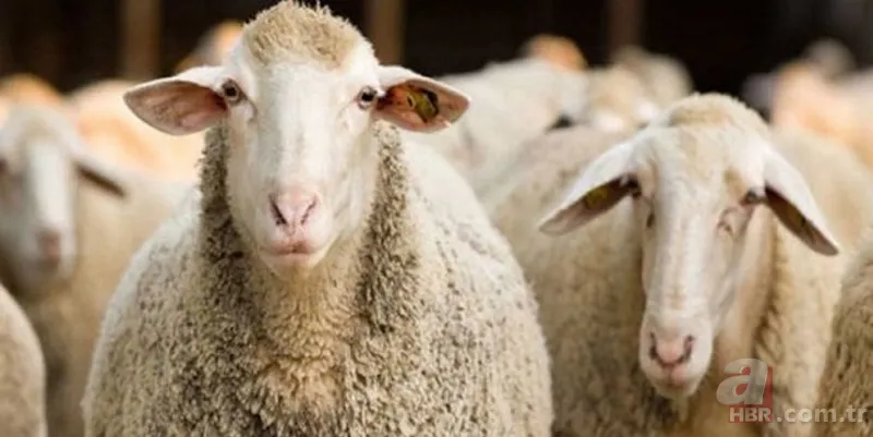 Kurbanlık fiyatları netleşti! Kurbanlık fiyatları son dakika il il açıklandı: 2022 koyun, keçi, dana fiyatları ne kadar, kaç TL oldu? 5