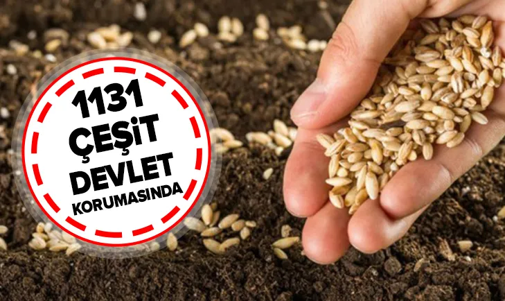 1131 çeşit kaybolmaya yüz tutmuş yerel tohum devlet korumasında
