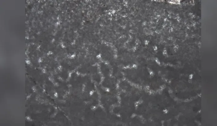 Kanadalı bilim insanları 890 milyon yıl öncesine ait hayvan fosili buldu - 2