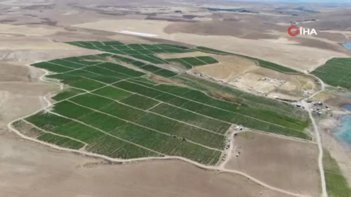 Mevsimlik işçilerin sıcak altında ekmek mücadelesi