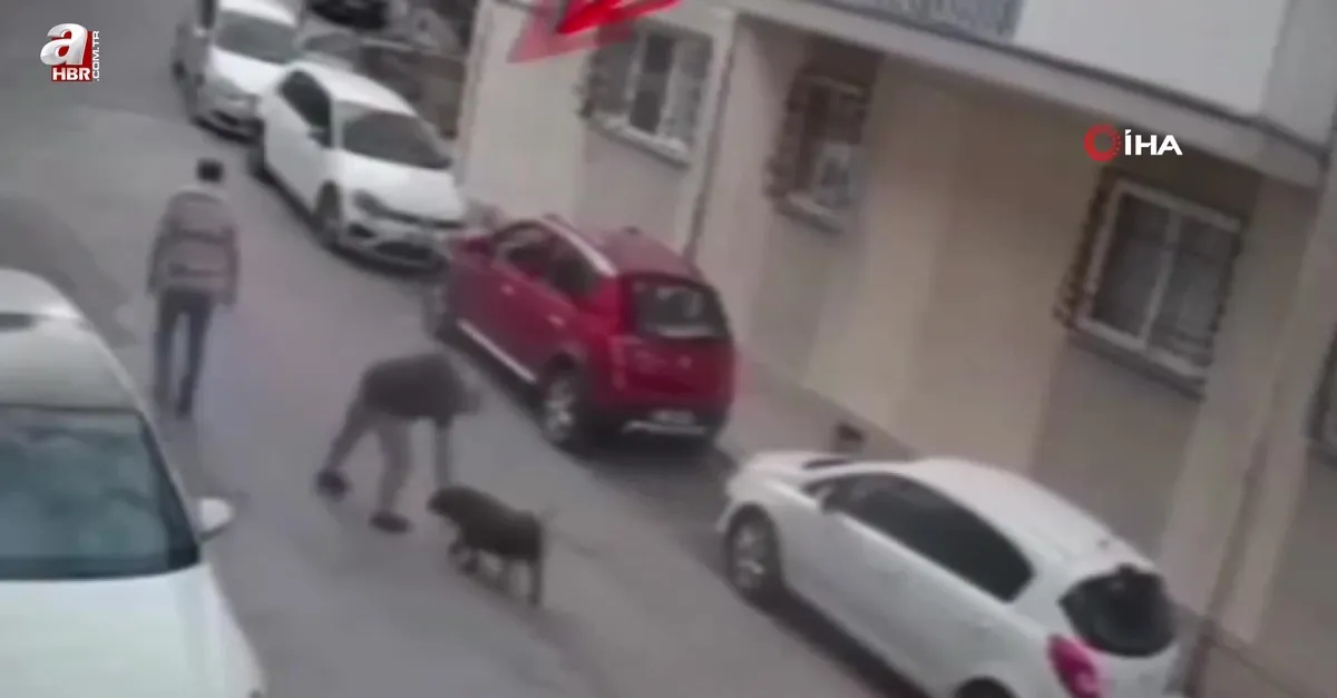 İzmir'de köpeğe kemerli şiddet kamerada