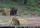 Domuz ve 13 yavrusu fotokapanla görüntülendi