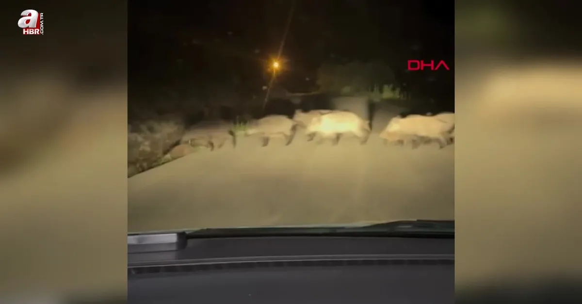 Yola çıkan domuz sürüsü görüntülendi