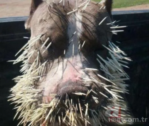 Onları görenler şaştı kaldı! 8