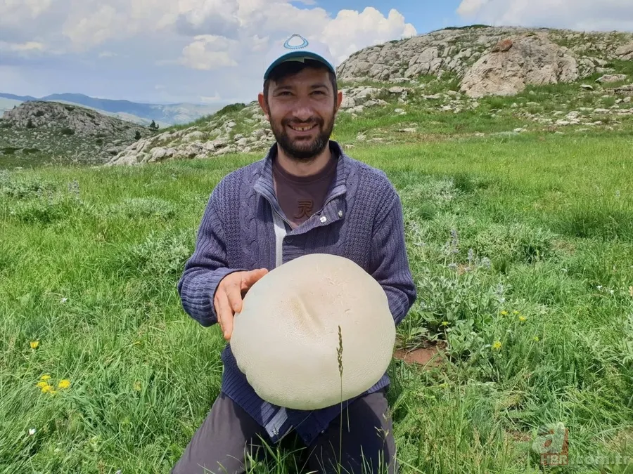 Gümüşhane’de görenleri şaşkına çeviren dev mantar! 1
