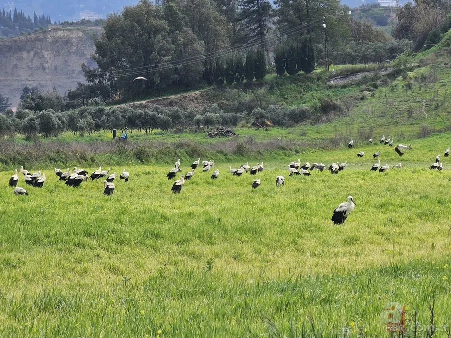 Göç yolculuğuna çıkan leylekler görsel şölen yaşattı 3