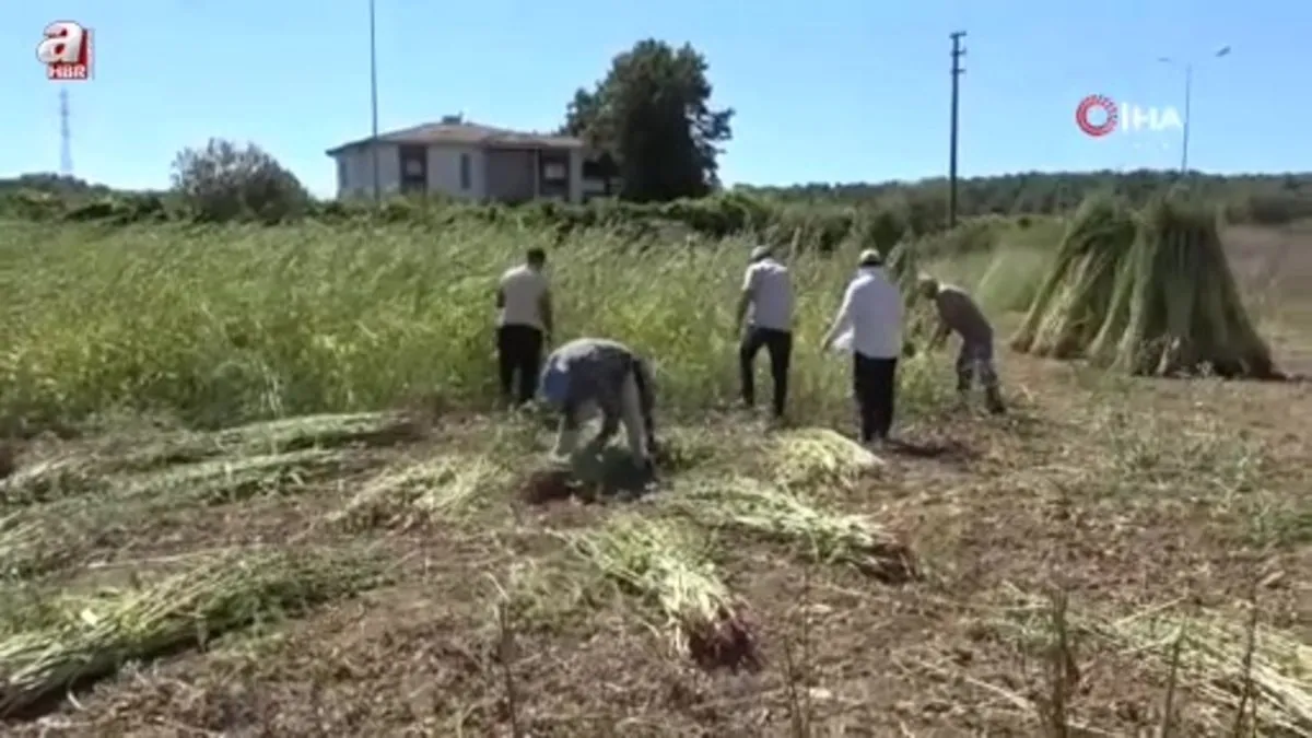 Antalya'da altın susamda hasat başladı