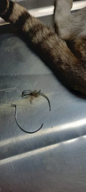 1587282491038.jpg Böyle vicdansızlık görülmedi! Beline çelik tel bağlanan kedi ölümü terk edildi - 3