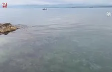Karadeniz’de denizanası varlığı artıyor