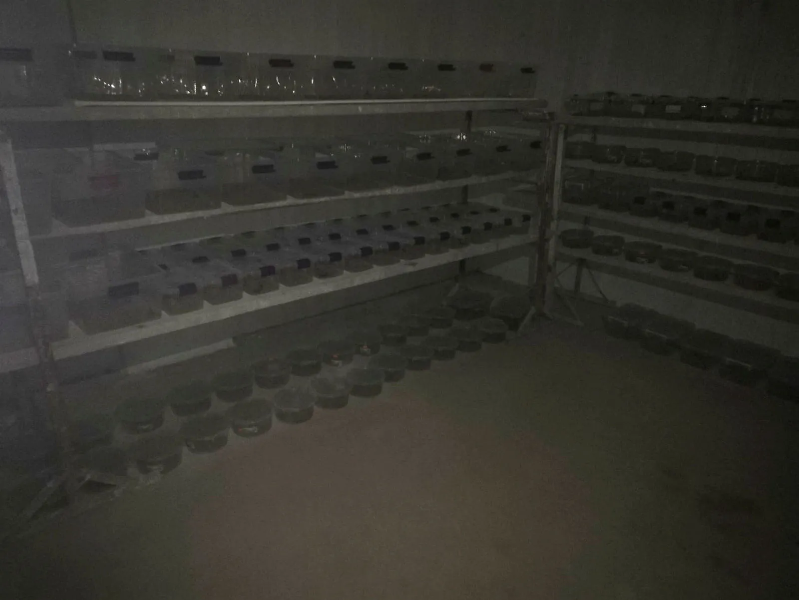 Mardin Kızıltepe'de bir evin bodrumunda 217 canlı akrep ele geçirildi