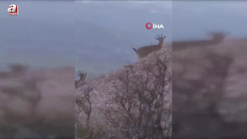 Tokat’ta dağ keçileri kamerada