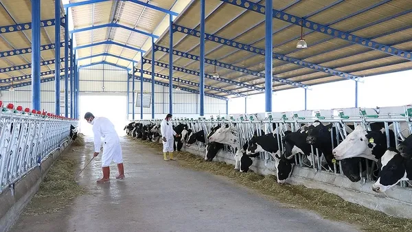 Türkiye hayvancılıkta Avrupa’nın lideri oldu! İspanya ve Yunanistan’ı 3’e katladık