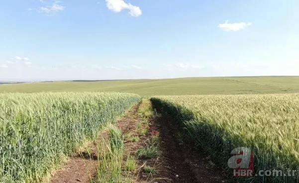 Arkeoloji kazılarında bulundu: 7 bin yıllık 3 kat daha fazla verimli buğday boy verdi! ’Buğday sorunu kalmayacak’🌾