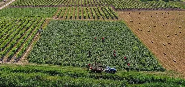 Tarımsal destek ödemeleri ne zaman yatacak 2023? Temmuz ayı tarımsal destek ödemeleri yattı mı?