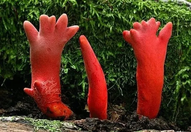 Birbirinden tuhaf bitkiler, sebze ve meyveler...