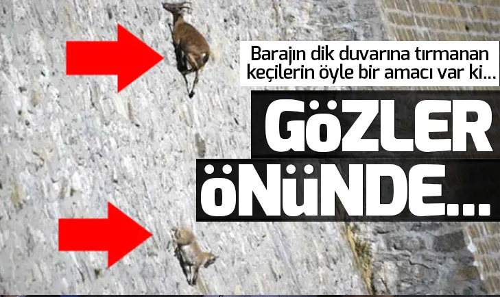 Barajın dik duvarına tırmanan keçilerin öyle bir amacı var ki...