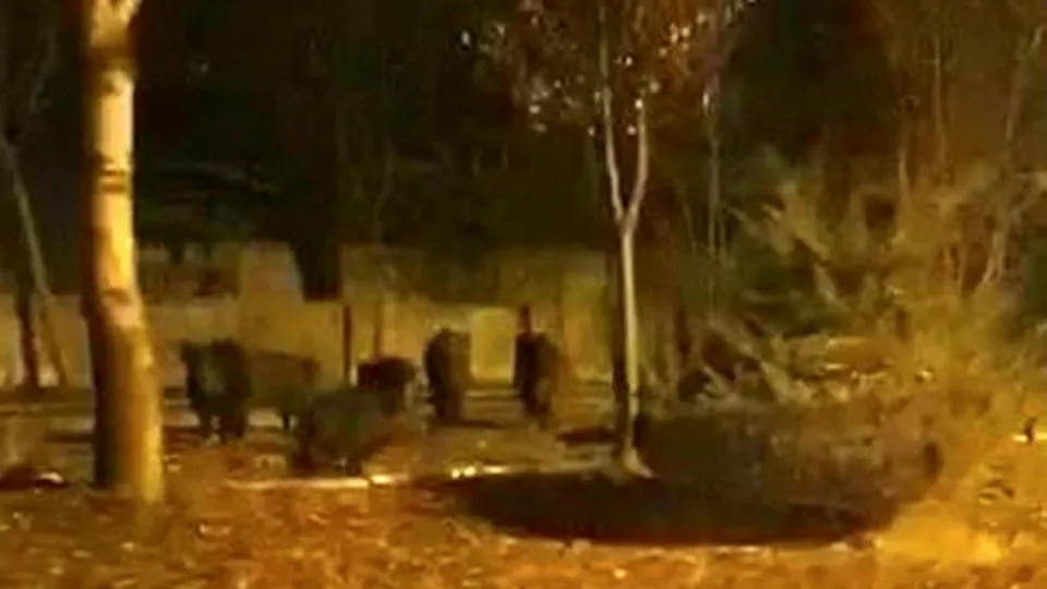 Afyonkarahisar’da kent merkezine domuz sürüsü indi! Gören telefona sarıldı