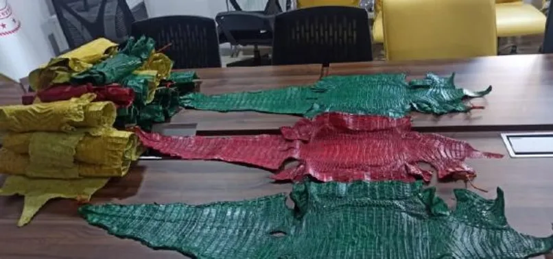 Hakkari'de 21 timsah derisi ele geçirildi!