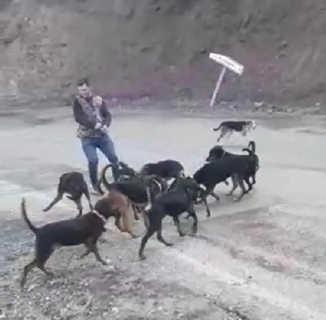 Denizli’de yaraladıkları yavru domuzu av köpeklerine parçalatan avcılara ceza - 4