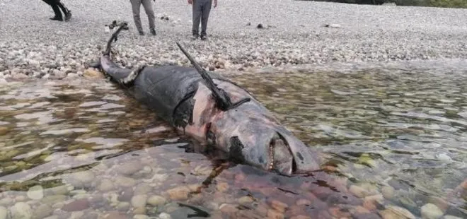 5 Metre uzunluğunda! Antalya’da yalancı katil balina kıyıya vurdu