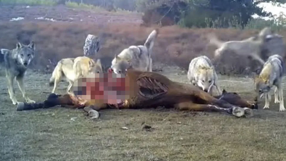 Görüntüler Türkiye’den! Vahşi doğa belgesellerini aratmadı... Onlarca kurt yılkı atını avlayıp böyle parçaladılar